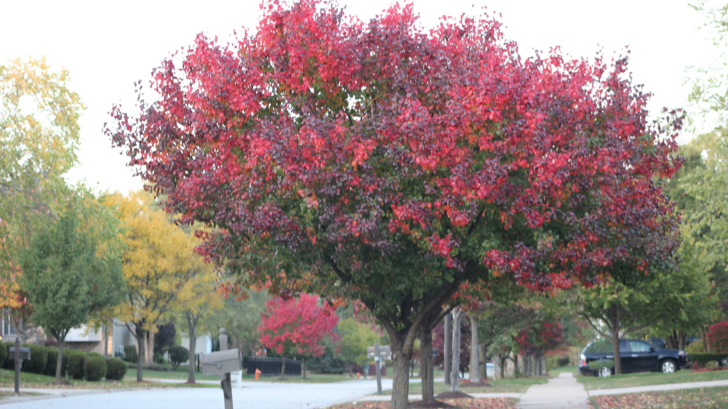 Movers In Overland Park KS