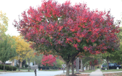 Tips for Moving in the Winter from Movers in Overland Park, KS