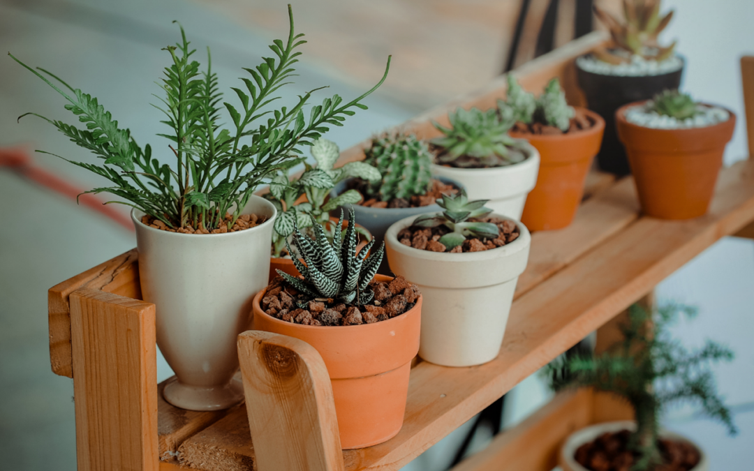 Tips From Overland Park Movers On Packing and Moving Your Houseplants