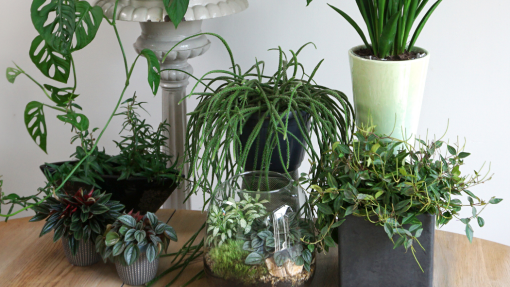 Overland Park Movers