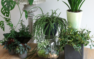 Tips from Overland Park Movers on Packing and Moving Houseplants